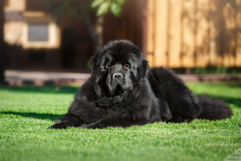 Фото: Vadim Vishnevskiy (Вадим Вишневский), ньюфаундленд Inviting Look of Love (Инвайтинг Лук оф Лав)
