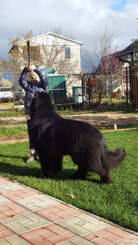 Фото: ньюфаундленд Inviting Look of Love (Инвайтинг Лук оф Лав)