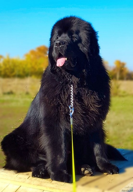 Фото: Vadim Vishnevskiy (Вадим Вишневский), ньюфаундленд Inviting Look of Love (Инвайтинг Лук оф Лав)