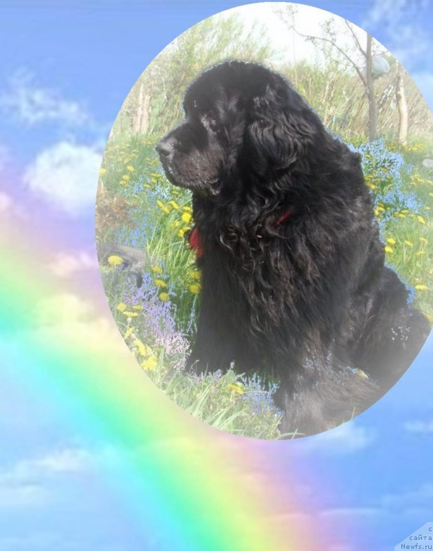 Фото: ньюфаундленд Super Premium Bumer (Супер Премиум Бумер)