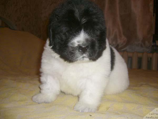 Фото: ньюфаундленд Super Bizon Baton (Супер Бизон Батон)