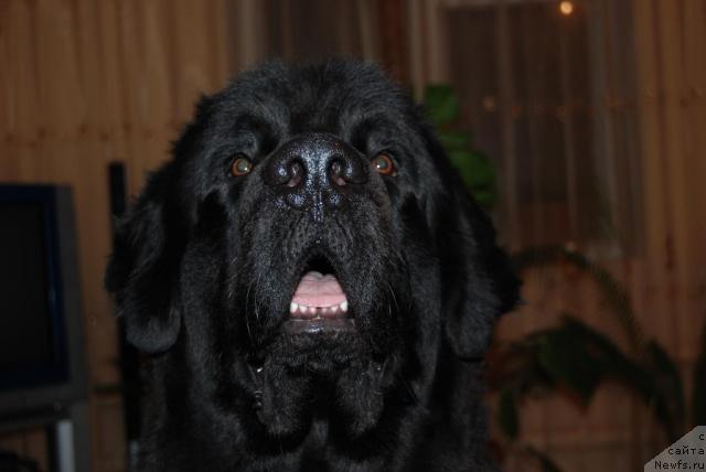 Фото: ньюфаундленд Dar Svezy Andegraund Shokolada (Дар Свезы Андеграунд Шоколада)