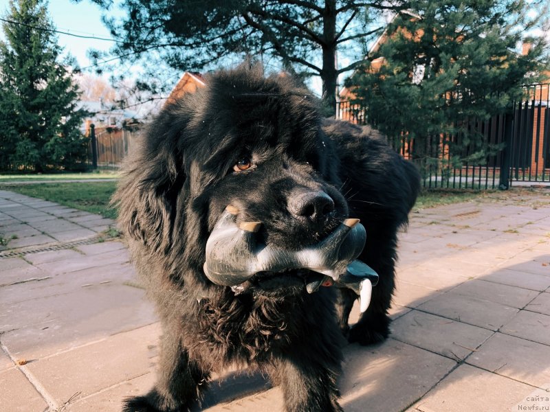 Фото: ньюфаундленд Ih Visochestvo Bishop Karl (Их Высочество Бишоп Карл)