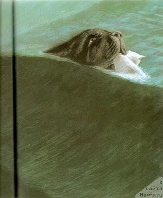 Фотография № 240116