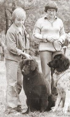 Фото: ньюфаундленд Ger Assol' (Гер Ассоль)