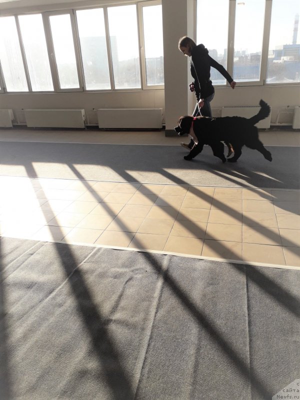 Фото: ньюфаундленд Richchi s Berega Dona (Риччи с Берега Дона), Anastasiya Kireeva (Анастасия Киреева)