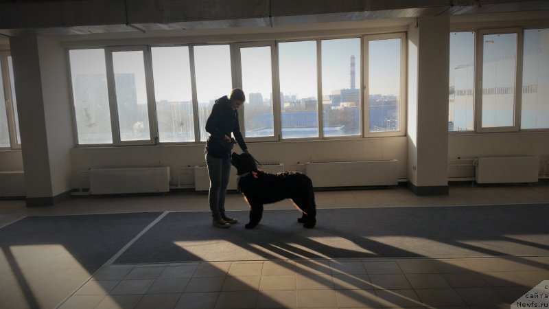 Фото: ньюфаундленд Richchi s Berega Dona (Риччи с Берега Дона), Anastasiya Kireeva (Анастасия Киреева)