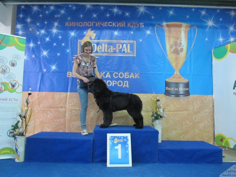 Фото: ньюфаундленд Richchi s Berega Dona (Риччи с Берега Дона), Anastasiya Kireeva (Анастасия Киреева)