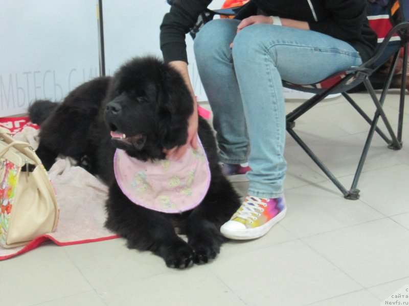 Фотография № 240131