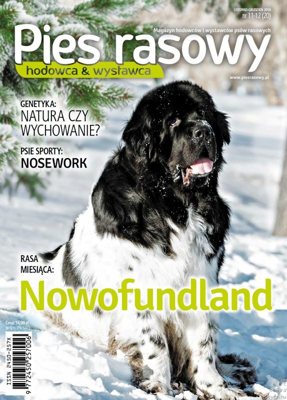 Фото: ньюфаундленд Plushevaya Panda Ferrero Rond Noir (Плюшевая Панда Ферреро Ронд Нуар)