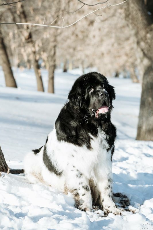 Фото: ньюфаундленд Plushevaya Panda Ferrero Rond Noir (Плюшевая Панда Ферреро Ронд Нуар)