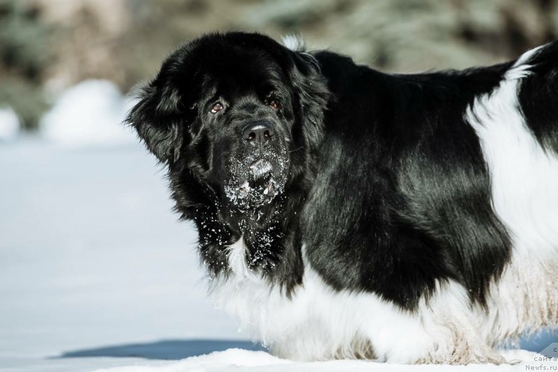 Фото: ньюфаундленд Plushevaya Panda Ferrero Rond Noir (Плюшевая Панда Ферреро Ронд Нуар)