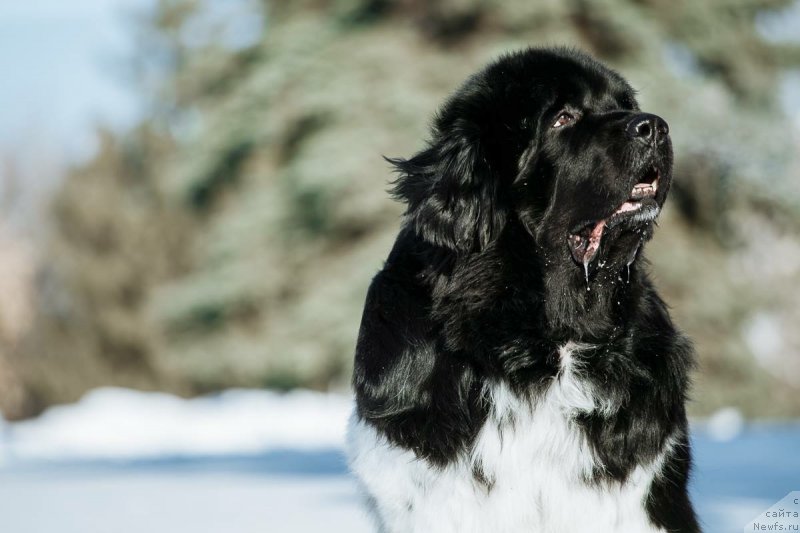 Фото: ньюфаундленд Plushevaya Panda Ferrero Rond Noir (Плюшевая Панда Ферреро Ронд Нуар)