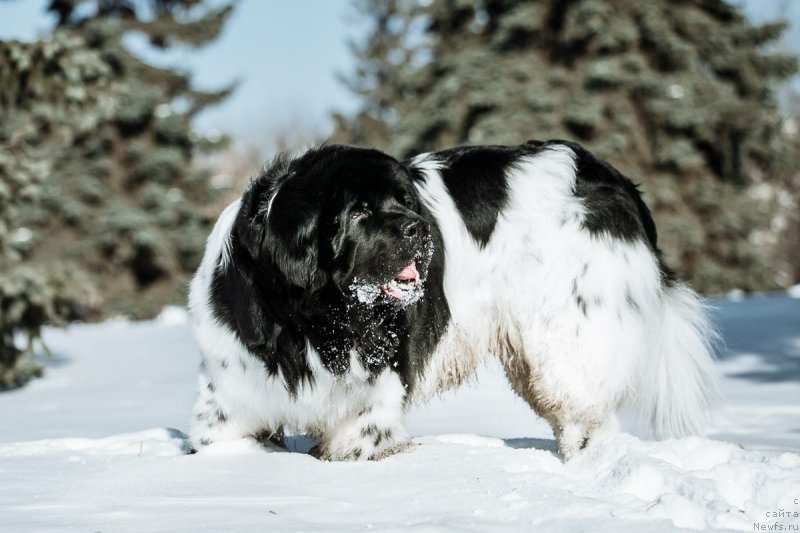 Фото: ньюфаундленд Plushevaya Panda Ferrero Rond Noir (Плюшевая Панда Ферреро Ронд Нуар)