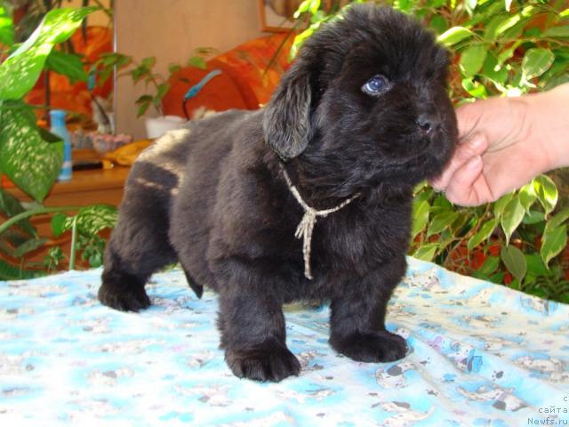 Фото: ньюфаундленд Kiss Happy iz Medvejyego Yara (Кисс Хэппи из Медвежьего Яра)