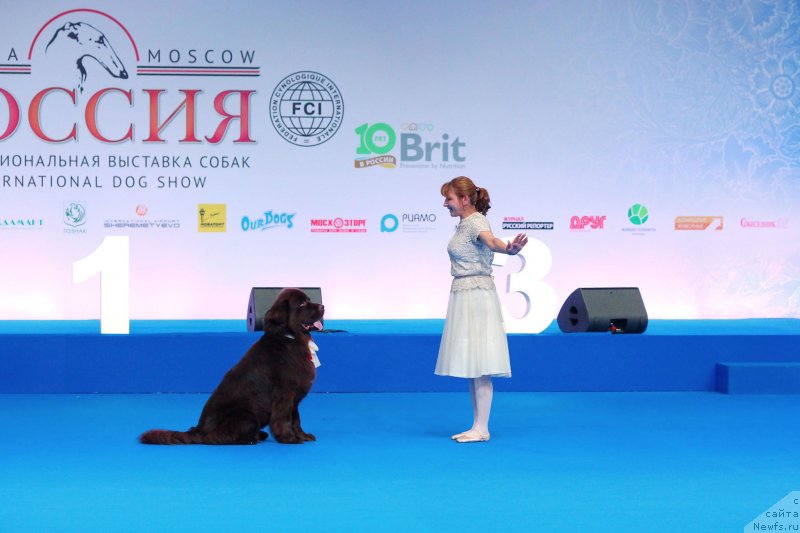 Фото: ньюфаундленд Aquatoriya Kelvin Kongenial Amber Dancing Moon (Акватория Келвин Конгениал Амбер Дансинг Мун)