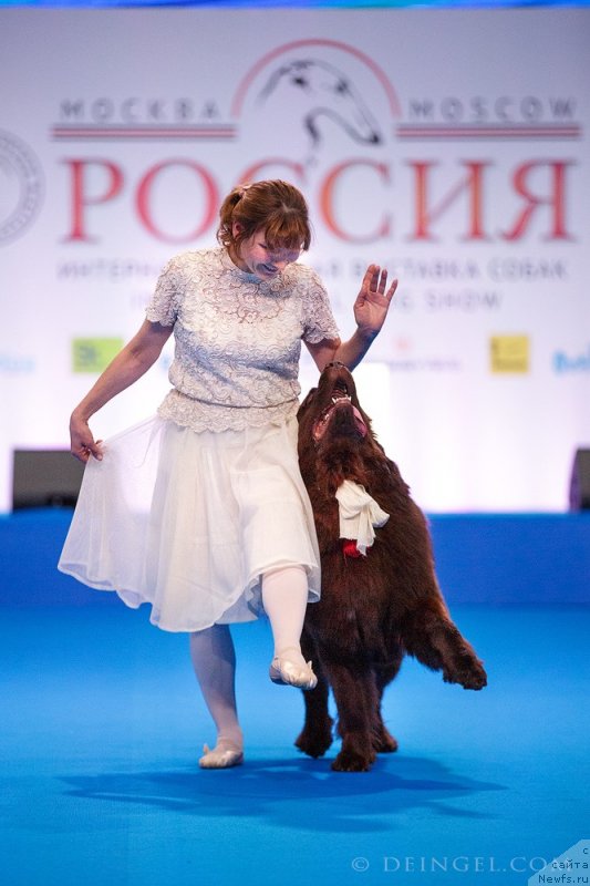 Фото: ньюфаундленд Aquatoriya Kelvin Kongenial Amber Dancing Moon (Акватория Келвин Конгениал Амбер Дансинг Мун)