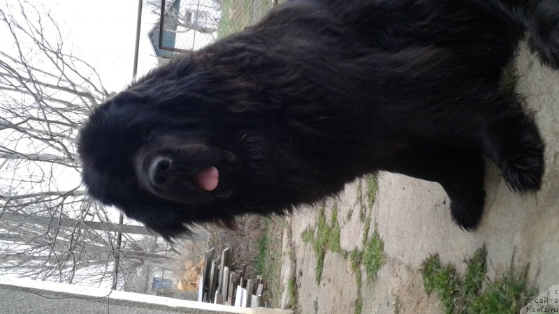 Фото: ньюфаундленд Ariel Goldi Rejn