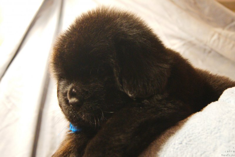 Фото: ньюфаундленд Ermak s Berega Dona (Ермак с Берега Дона)