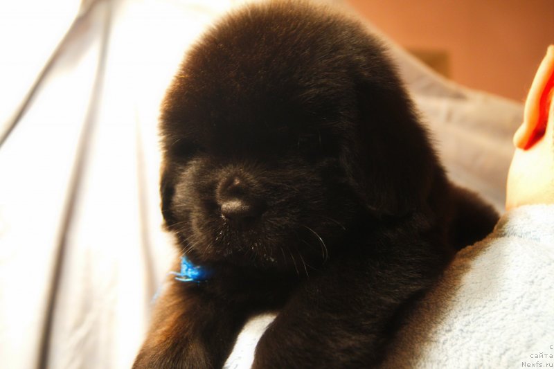 Фото: ньюфаундленд Ermak s Berega Dona (Ермак с Берега Дона)