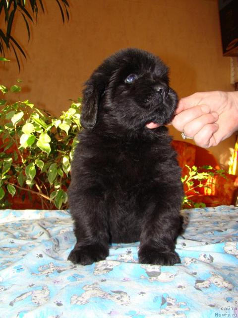 Фото: ньюфаундленд Kiss Happy iz Medvejyego Yara (Кисс Хэппи из Медвежьего Яра)