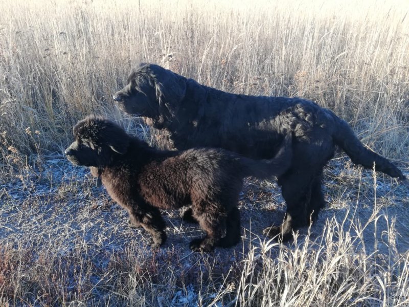 Фото: ньюфаундленд YAsmina CHaruyuschaya Princessa (Ясмина Чарующая Принцесса), ньюфаундленд Dakota (Дакота)