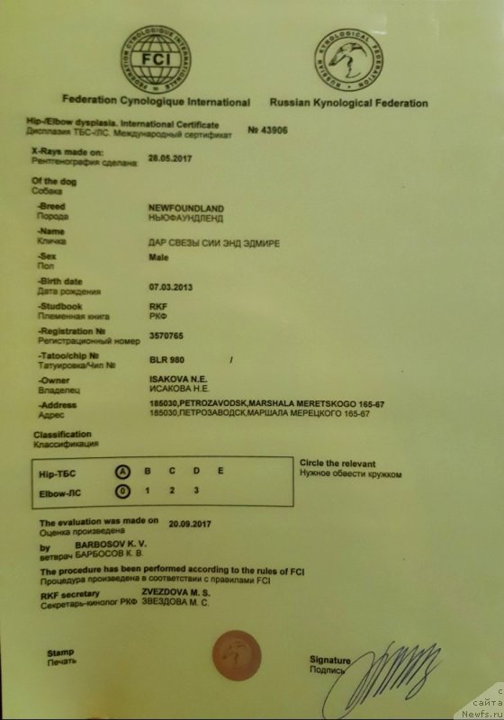 Фото: ньюфаундленд Dar Svezyi Sii YEnd YEdmire (Дар Свезы Сии Энд Эдмире)