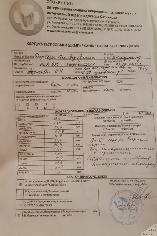 Фото: ньюфаундленд Dar Svezyi Sii YEnd YEdmire (Дар Свезы Сии Энд Эдмире)