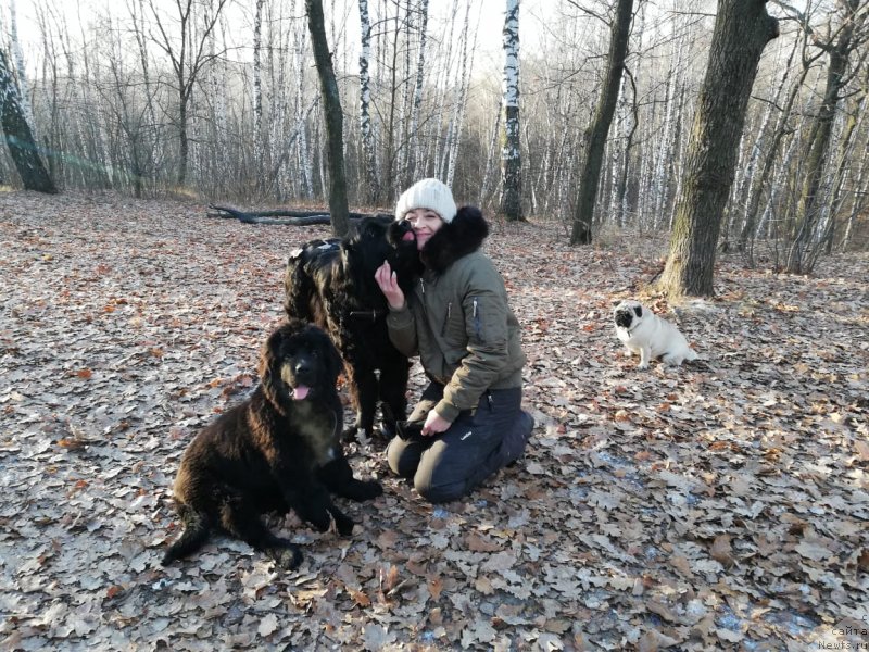 Фото: ньюфаундленд YAsmina CHaruyuschaya Princessa (Ясмина Чарующая Принцесса), Mariya Gracheva (Мария Грачева), ньюфаундленд Dakota (Дакота)