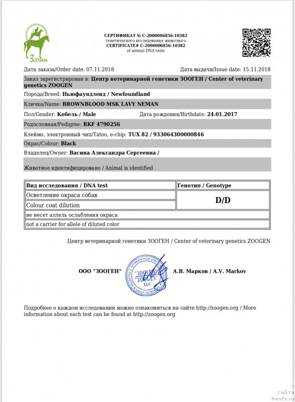 Фото: ньюфаундленд Brownblood MSK Lavy Neman (Браунблад MCК Лави Нэман)