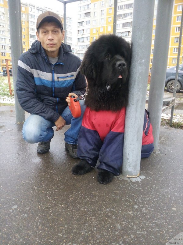Фото: ньюфаундленд Darkflight Maryland (Даркфлайт Мэриленд)