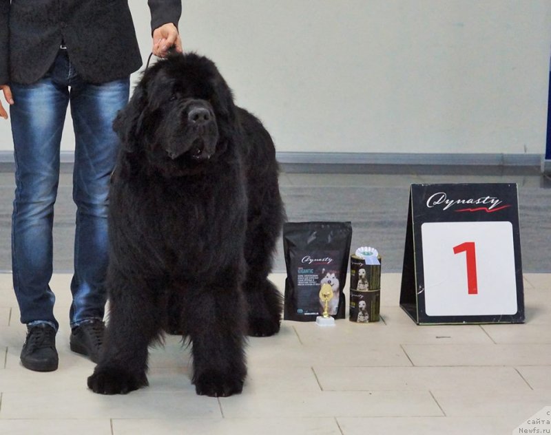 Фото: ньюфаундленд Jonathan Poursmigar iz Volotova