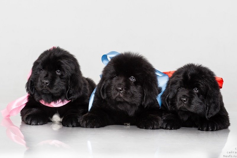 Фото: Ясно Солнышко Ясмина, Ярополк Сибериан Дилайт, Янтарной Росы Капелька