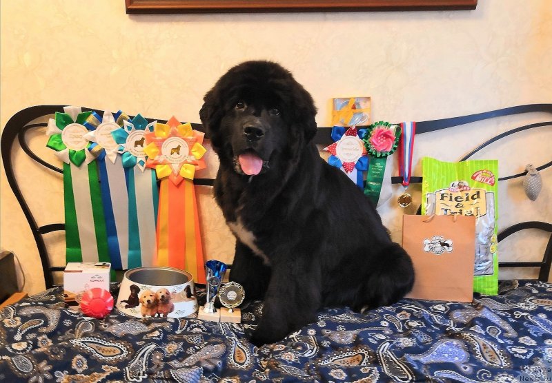 Фото: ньюфаундленд Alis Blues Perfect Panda (Элис Блюз Перфект Панда)