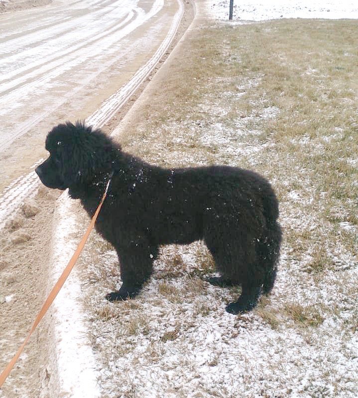Фото: ньюфаундленд Braunblad MSK Layt Ryey (Браунблад МСК Лайт Рэй)
