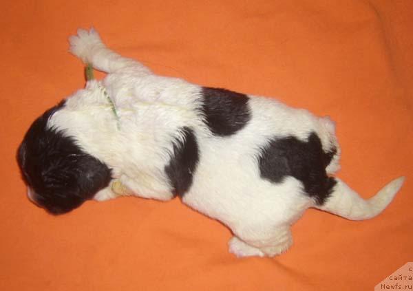 Фото: ньюфаундленд Super Bizon Baton (Супер Бизон Батон)