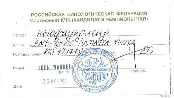 Фото: ньюфаундленд Sent Djons Yustiniya Yuliya (Сент Джонс Юстиния Юлия)