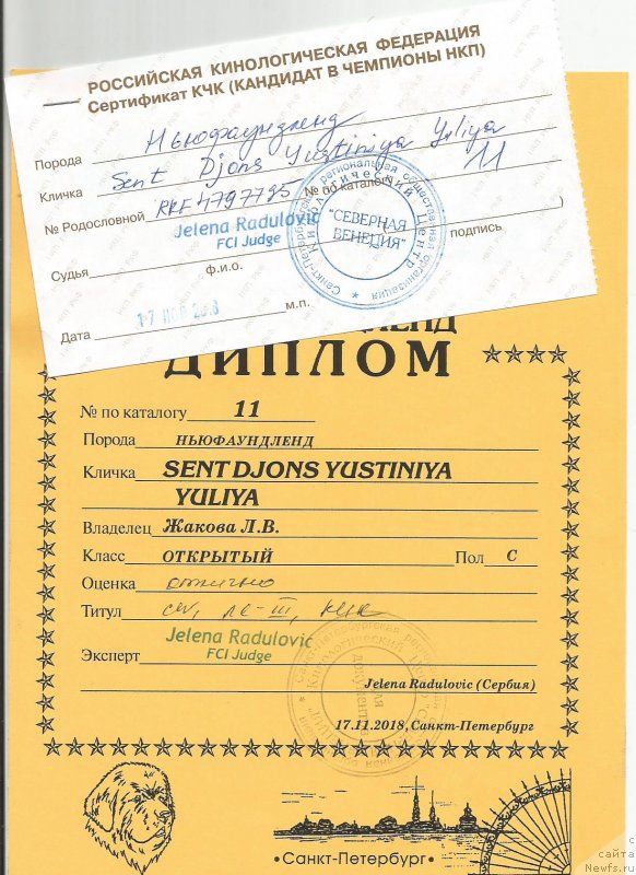 Фото: ньюфаундленд Sent Djons Yustiniya Yuliya (Сент Джонс Юстиния Юлия)