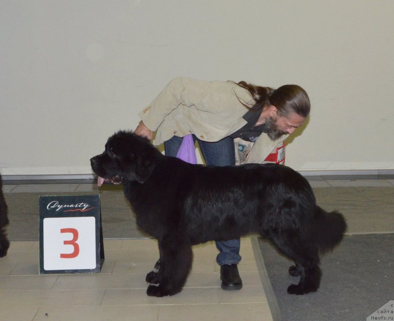 Фото: ньюфаундленд Sent Djons Yustiniya Yuliya (Сент Джонс Юстиния Юлия)