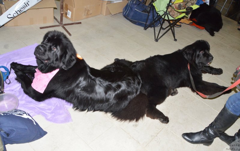 Фото: ньюфаундленд Sent Djons Yustiniya Yuliya (Сент Джонс Юстиния Юлия), ньюфаундленд Super Premium Excellent Excess (Супер Премиум Экселенс Эксесс)