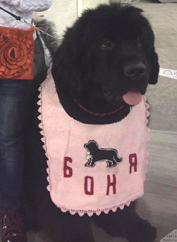 Фотография № 240209