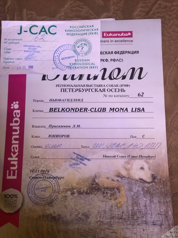 Фото: ньюфаундленд Belkonder-Club Mona Lisa (Белкондер-Клаб Мона Лиза)