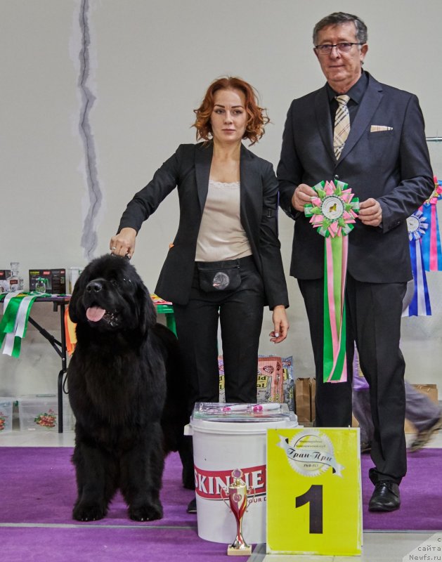 Фото: ньюфаундленд Brownblood MSK Lavy Neman (Браунблад MCК Лави Нэман), Aleksandra Vasina (Александра Васина)