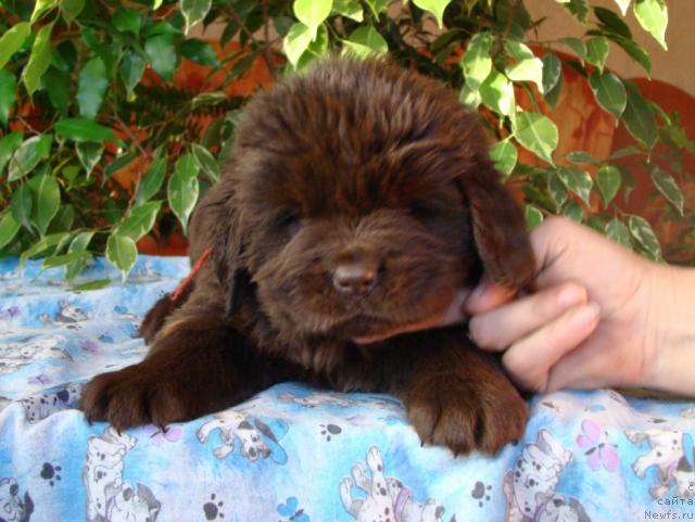 Фотография № 24023