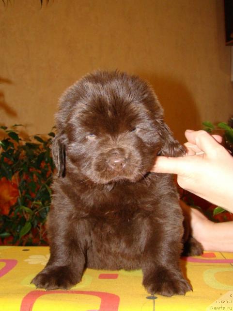 Фото: ньюфаундленд Koketka ot CHannel iz Medvej'ego YAra (Кокетка от Чаннел из Медвежьего Яра)