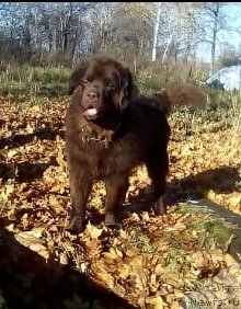 Фотография № 240242