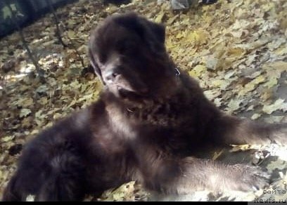 Фото: ньюфаундленд Chara Hani Les (Чара Хани Лес)