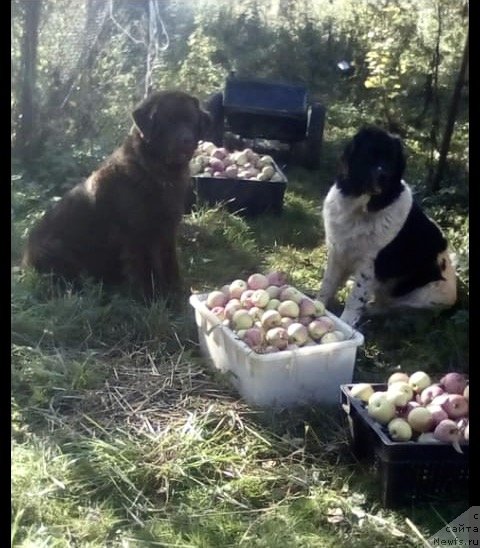 Фотография № 240244