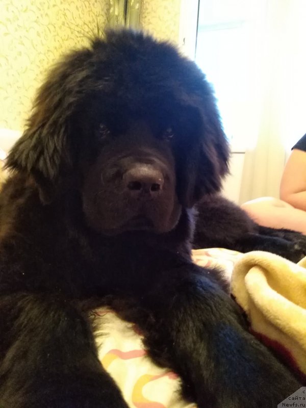 Фото: ньюфаундленд YAsmina CHaruyuschaya Princessa (Ясмина Чарующая Принцесса)