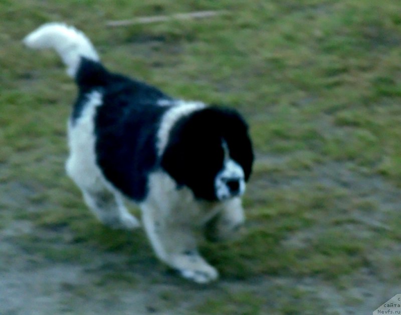 Фото: ньюфаундленд Jeneva ot Karel'skih Medvedey (Женева от Карельских Медведей)